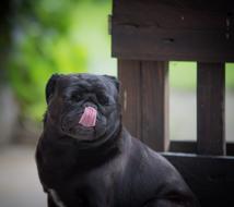 black dog licks himself