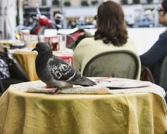 pigeon in the restaurant