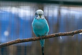 blue parrot on a branch in the zoo