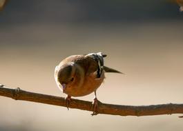 sparrow branch animal world