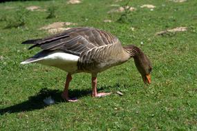 goose lawn view is beautiful