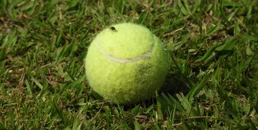 green ball for dog