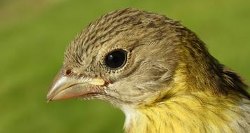 little yellow bird view