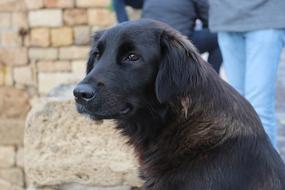 black dog house guard