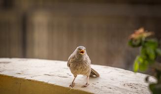 bird sparrow window