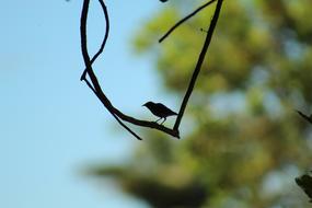 bird silhouette of a branch