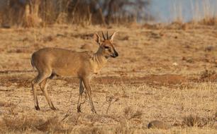 deer brown species