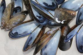 sea wet mussels