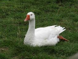 white water duck on the grass