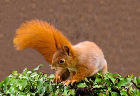 a red squirrel in the green grass