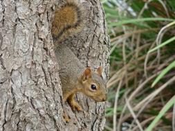 brown squirrel in a hollow