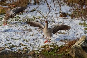 duck flies water swamp