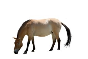 the pony horse is black and looks beautiful