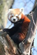 cute red panda on a tree at the zoo