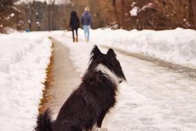 dog waiting for snow