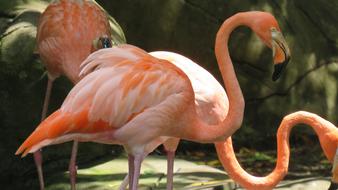 pink flamingo flock a lot