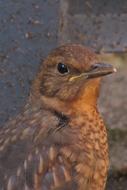 bird in the sun