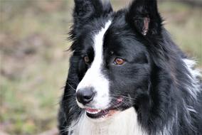 a dog with a white nose is beautiful
