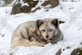 arctic fox in the snow