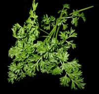 aromatic grass on a black background