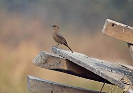 a small wild bird on logs