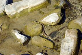 stones in green algae