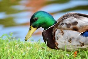 a duck with a green head