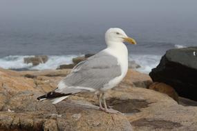 white chakay on the rocks