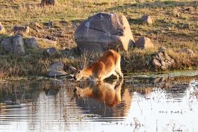 cute fox stone view
