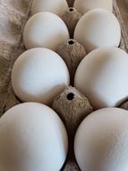 white raw chicken eggs
