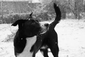 a black dog with a white collar