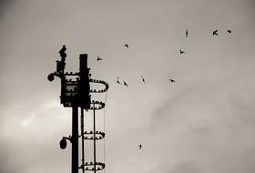 iron tower on the background of the sky with birds