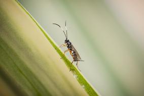 an insect on a green leaf