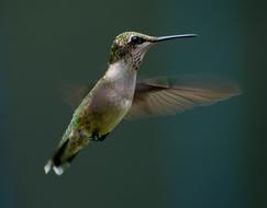 a small bird on a blue background