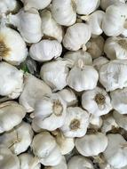 harvest of fragrant garlic