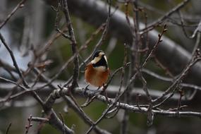 brown bird in the branches