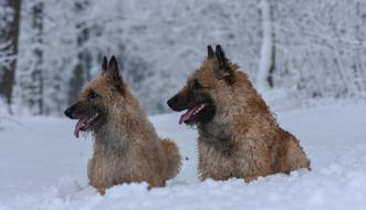 two sheepdogs in the snow