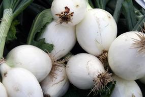 white onion harvest in a basket