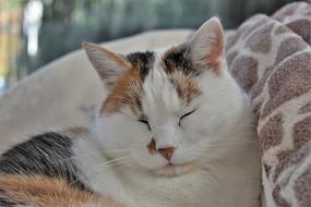 sleeping cute ginger cat