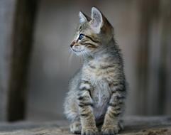 little kitten view