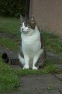 white cat at the house view