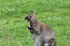 kangaroos in the zoo nature
