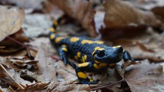 black lizard with yellow spots