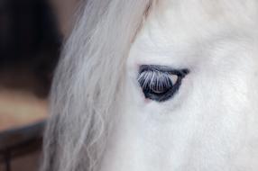 the horse is white with a black look