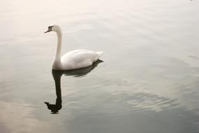 a white swan in a huge lake