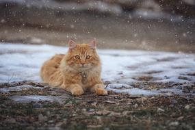 sleeping cat on the ground