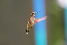 the little hummingbird is flying