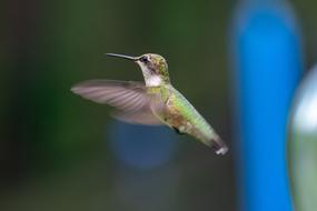 the little hummingbird is flying view