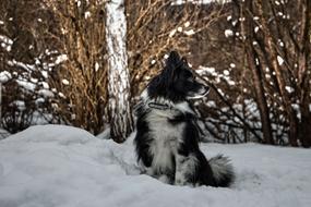 snow cute dog