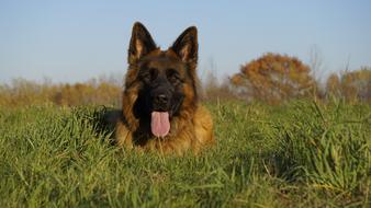 resting dog in the green grass